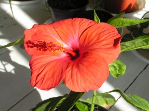 KONICA MINOLTA DIGITAL CAMERA